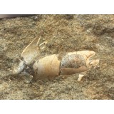 Protocallianassa antiqua